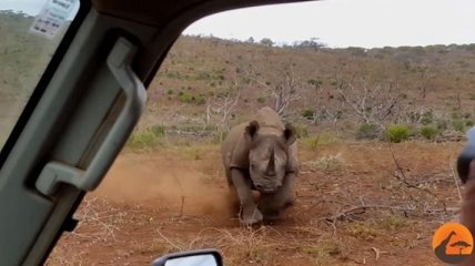 Как носорог напал на автомобиль в южноафриканском парке (Видео)