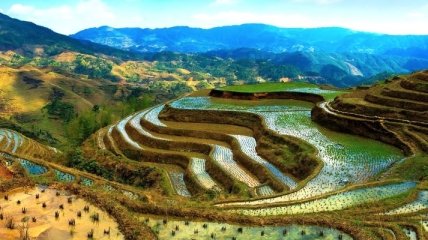 Археологи обнаружили самое древнее в мире рисовое поле