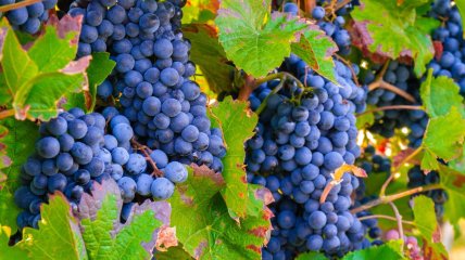 Чем удобрить виноград в июне