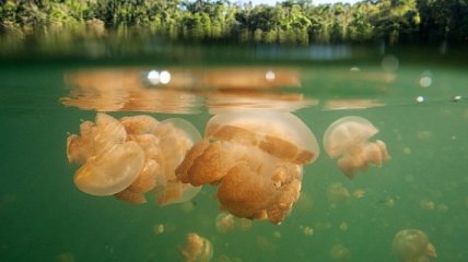 Подводное чудо мира: озеро миллионов медуз (Фото) 