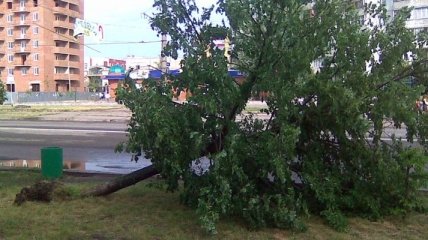 В Сумах 20-минутный ураган вырывал деревья с корнями (Видео)