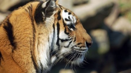 В Непале резко выросло количество диких тигров