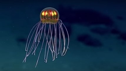 Ученые обнаружили в Тихом океане новый вид медуз (Видео) 