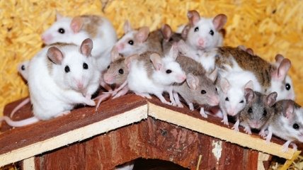 Удаление клеток-зомби избавило мышей от ожирения и тревоги