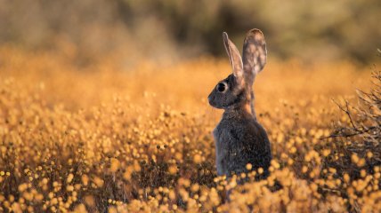 Свято "Іларіонів день" відзначається у 2023 році 21 жовтня (раніше 3 листопада)