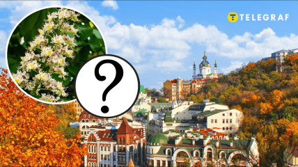 В Киеве цветет каштан