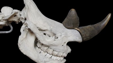 У Вінницькій області знайшли останки шерстистого носорога