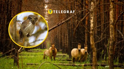 У Чорнобильському заповіднику "засвітився" унікальний хижак