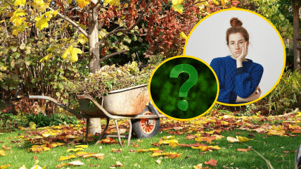 Осень в саду