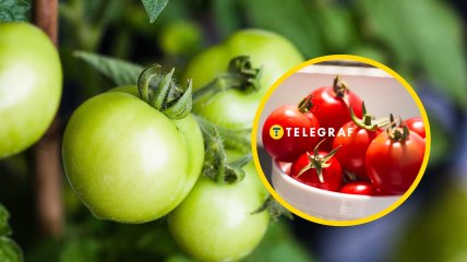 Помидоры созреют быстрее, если знать этот простой лайфхак