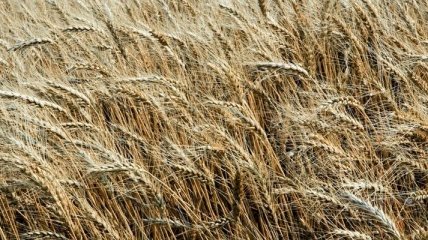 Минсельхоз США повысил прогноз экспорта пшеницы из Украины