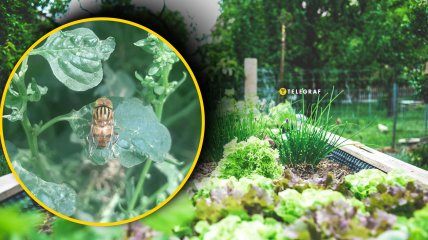 Насекомые-вредители