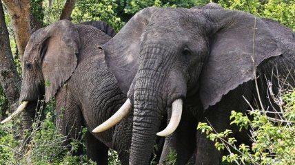 Под колесами поезда в Индии погибли 3 слона