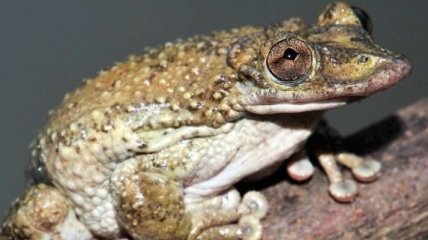 Учеными обнаружена самая смертоносная лягушка