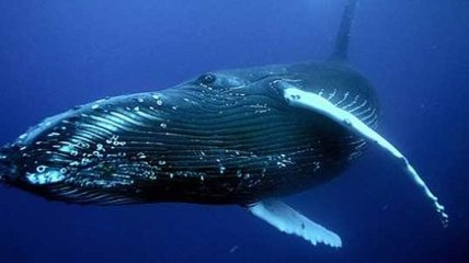 Ученым удалось разгадать загадку синих китов