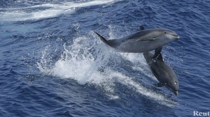 В США зафиксирована аномально высокая смертность дельфинов