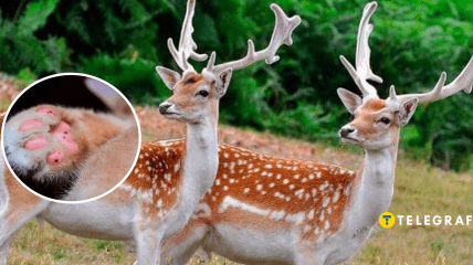 Европейская лань