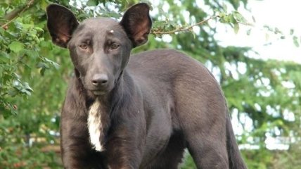На Крещатике нашли собаку, похожую на Путина