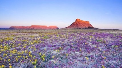 Цветущая пустыня в Америке (Фото)