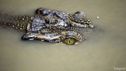 В Австралии в пятиметровом крокодиле нашли останки туриста