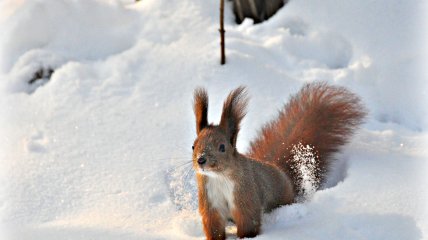 Белка зимой