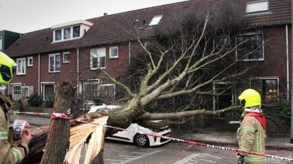 Стихийная сила: В Нидерландах шторм "Ciara" вырывает деревья и срывает крыши