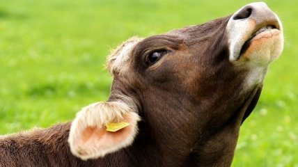 В Швеции счастливые коровы устроили танцы в честь весны - видео умилило сеть