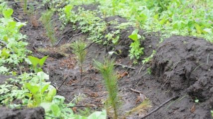 На Житомирщині посадили молодий ліс на місці вирубаного
