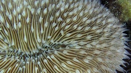 Ученым удалось "разморозить" личинок кораллов после криоконсервации