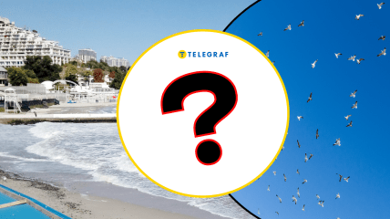 Птахи в Одеській області