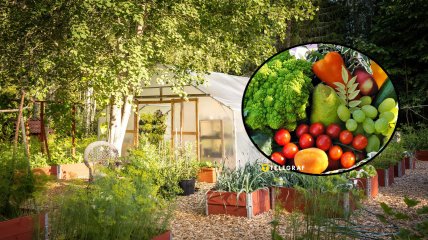 Какие бывают теплицы и зачем их ставят