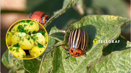 Картоплю будуть їсти люди, а не жук