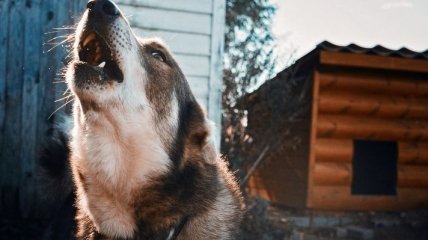 Вероятно бешеная собака в Николаеве покусала 5 человек