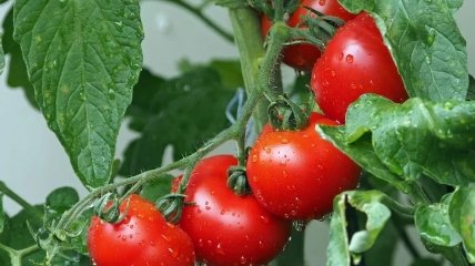 Посадка томатів у травні