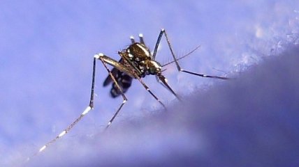 Специальные комары готовы бороться с лихорадкой Денге