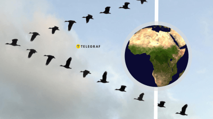 Перелетные птицы погибают во время полета