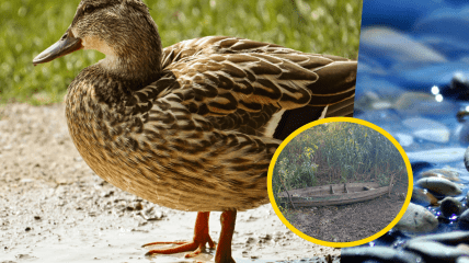 На Одещині пересихає річка