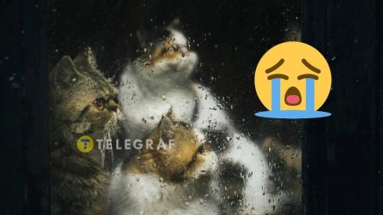 Конденсат на окнах надоедает