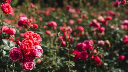 Розы – украшение любого двора