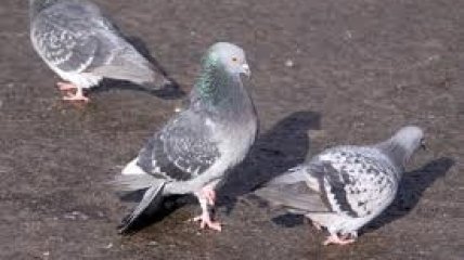 В Уфе ребенок питался вместе с голубями и бездомными животными