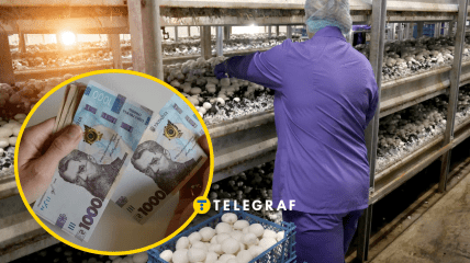 Агрофірма у пошуках збиральниць грибів