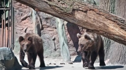 В Киевском зоопарке медведи готовятся к зимней спячке  