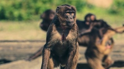 Исследователи обезьян раскрыли эволюцию их "языка"