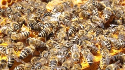 Пограничники Эстонии столкнулись с пчелиной опасностью на границе с РФ