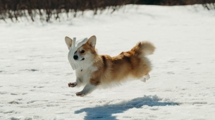 Как ухаживать за собаками зимой - полезные советы