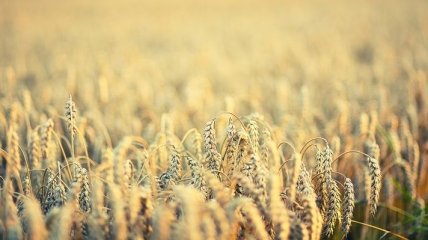 "Продовольственный прогноз" ООН: что будет с урожаем зерновых в Украине 