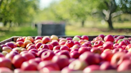 Накануне Спаса в Украине взлетят цены на яблоки