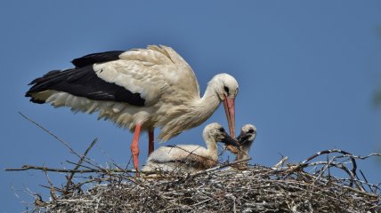 Лелеки полюють на курчат?