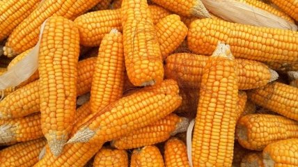 Українська кукурудза дешевшає через коронавірус