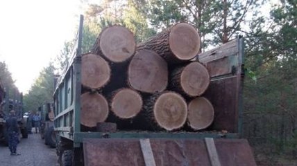 Из зоны ЧАЭС пытались нелегально вывезти древесину